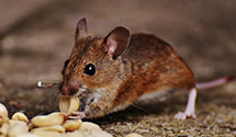 24 Hour & Emergency Exterminators in Pine Lake, MN